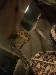 Lost Male Cat last seen Ultimutt dog park, Marion, IN 46952