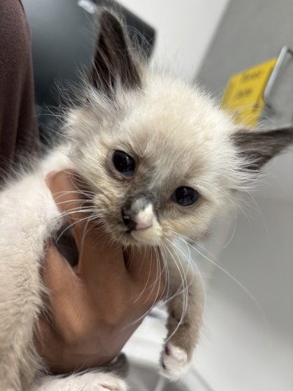 Shelter Stray Male Cat last seen Near Krause Ave, Oakland, CA, 1101 29th Ave, Oakland, CA 94601, USA