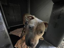 Shelter Stray Female Dog last seen Near Summit Ave, Seattle, WA, 2061 15th Ave W, Seattle, WA 98119, USA
