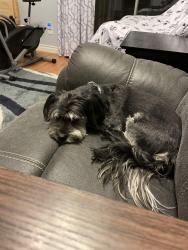 Reunited Male Dog last seen Warm Springs and Boulder Highway, Henderson, NV 89011