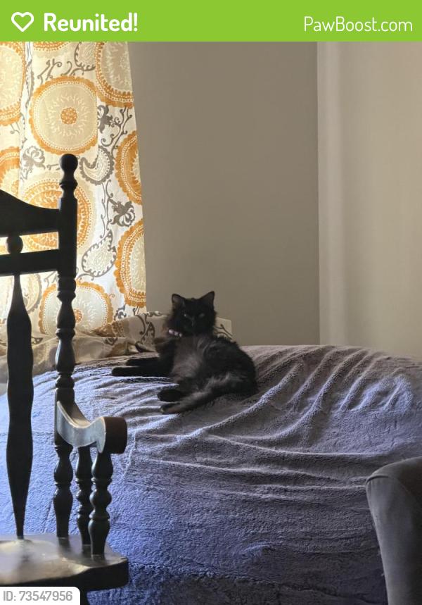 Reunited Male Cat last seen Near Heatherwood ave, Springfield, OH 45503