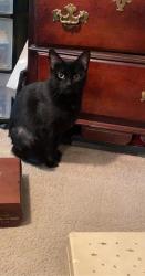 Lost Female Cat last seen Rally’s, McDonald, Columbus, IN 47201