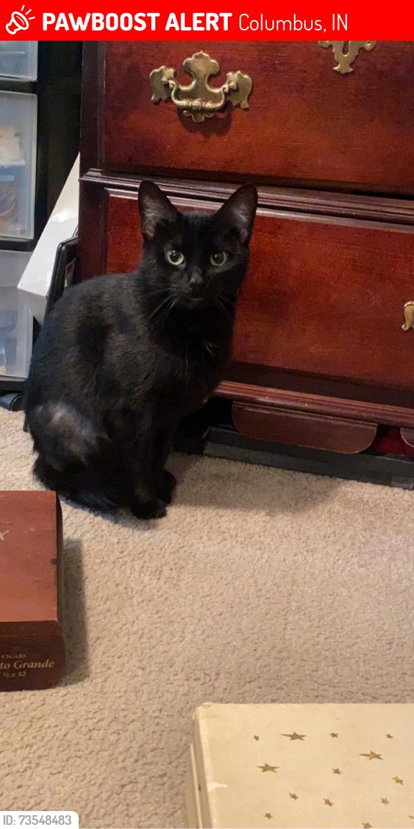 Lost Female Cat last seen Rally’s, McDonald, Columbus, IN 47201
