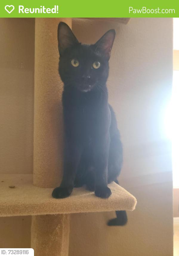 Reunited Female Cat last seen Debary, DeBary, FL 32713