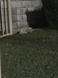 Found/Stray Unknown Dog last seen Church lawn behind locked gate, Bell Gardens, CA 90201