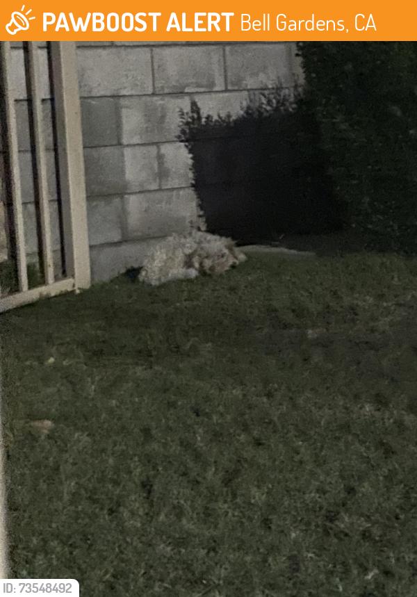 Found/Stray Unknown Dog last seen Church lawn behind locked gate, Bell Gardens, CA 90201