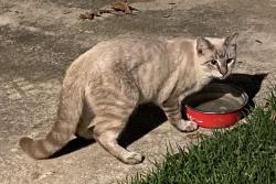 Found/Stray Unknown Cat last seen El Prado & Broadmore, Olmos Park, TX 78212