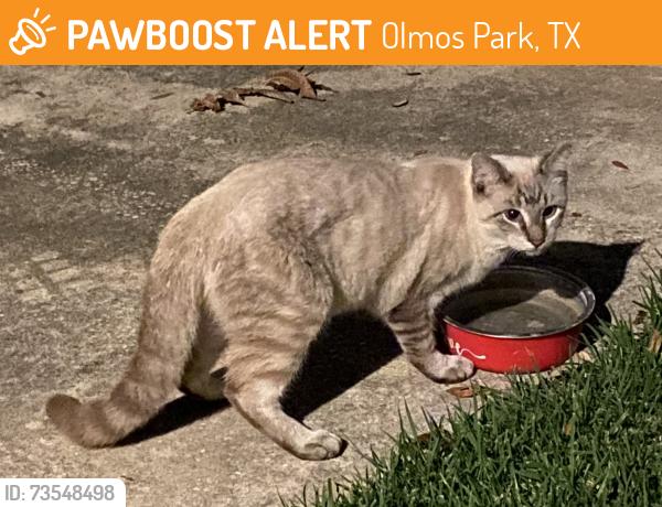 Found/Stray Unknown Cat last seen El Prado & Broadmore, Olmos Park, TX 78212