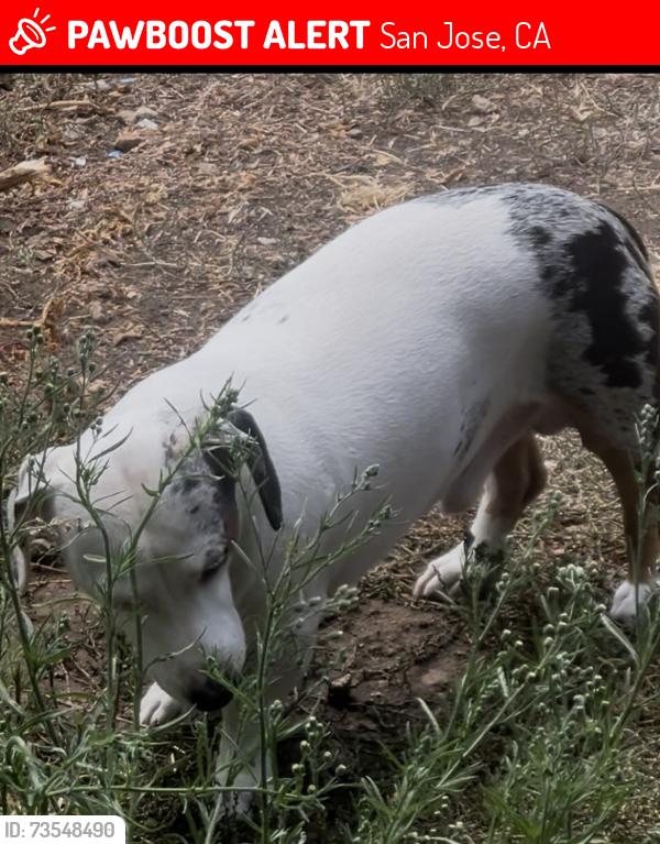 Lost Male Dog last seen Stula y cícero way, San Jose, CA 95148