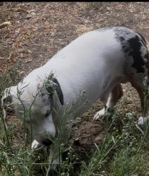 Lost Male Dog last seen Stula y cícero way, San Jose, CA 95148