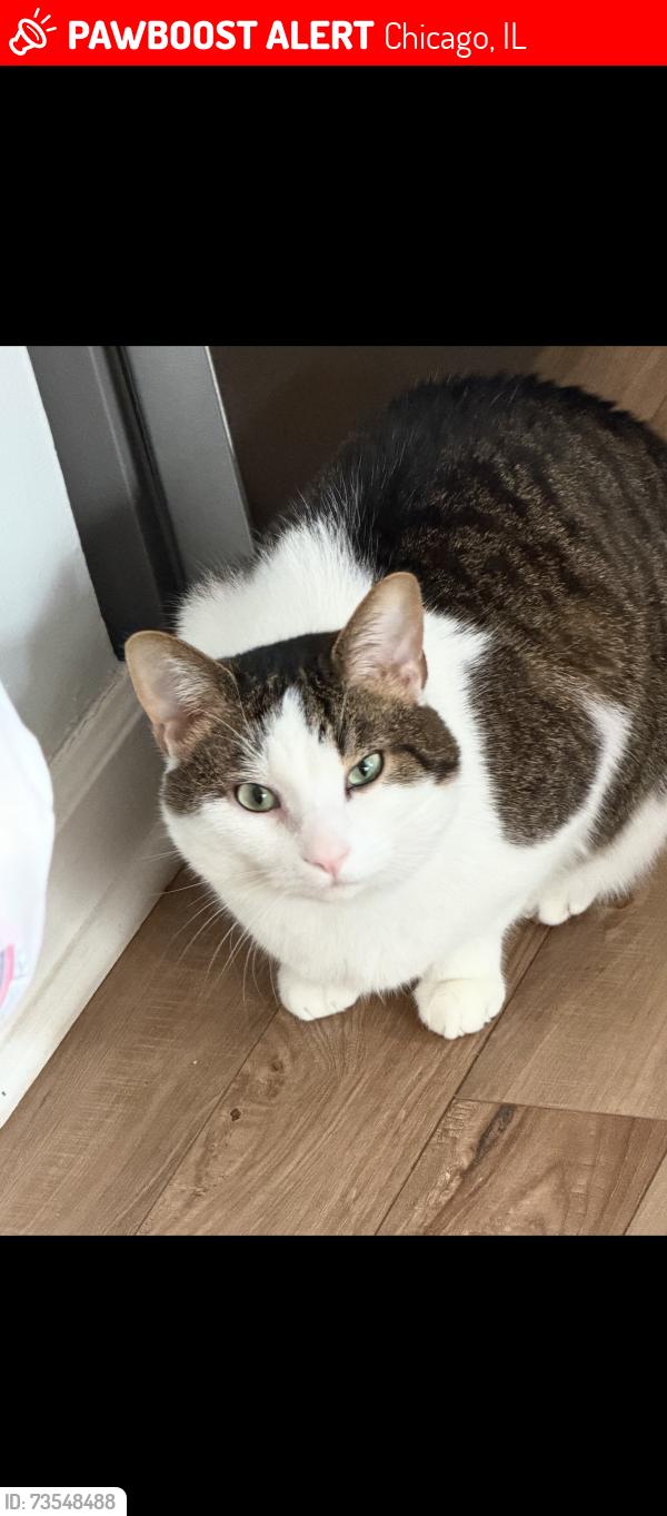 Lost Female Cat last seen Long and Warner, Chicago, IL 60641