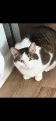 Lost Female Cat last seen Long and Warner, Chicago, IL 60641