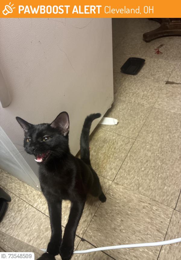 Found/Stray Female Cat last seen Near crestline, Cleveland, OH 44109