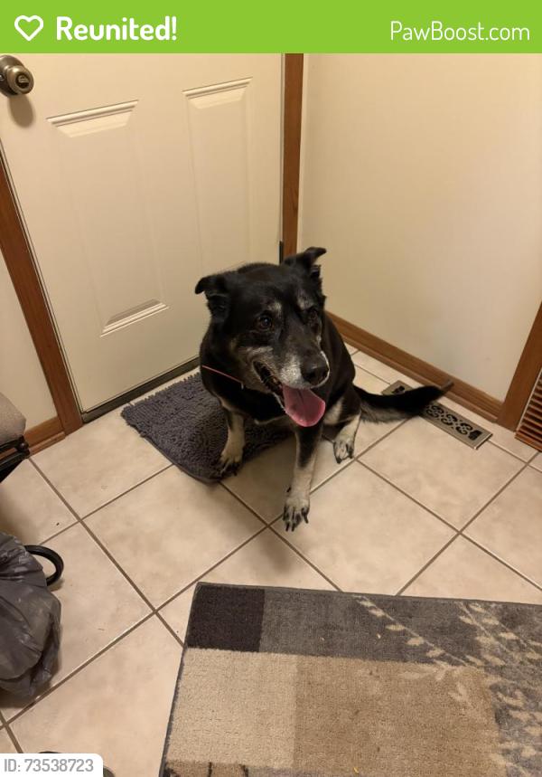 Reunited Female Dog last seen South of Ben Franklin School, Rochester, MN 55904