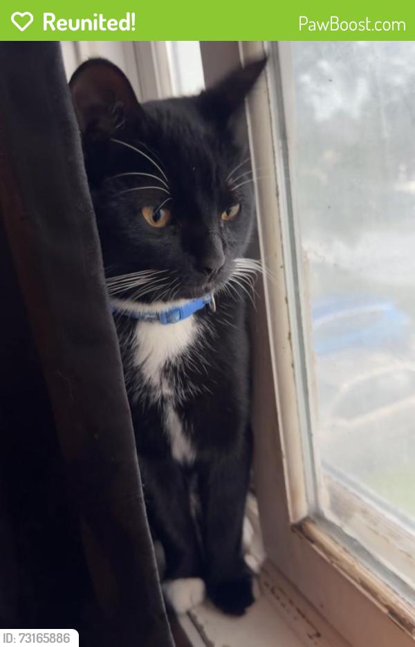Reunited Male Cat last seen Mindy and Emerson in Montrose, MN, Montrose, MN 55363