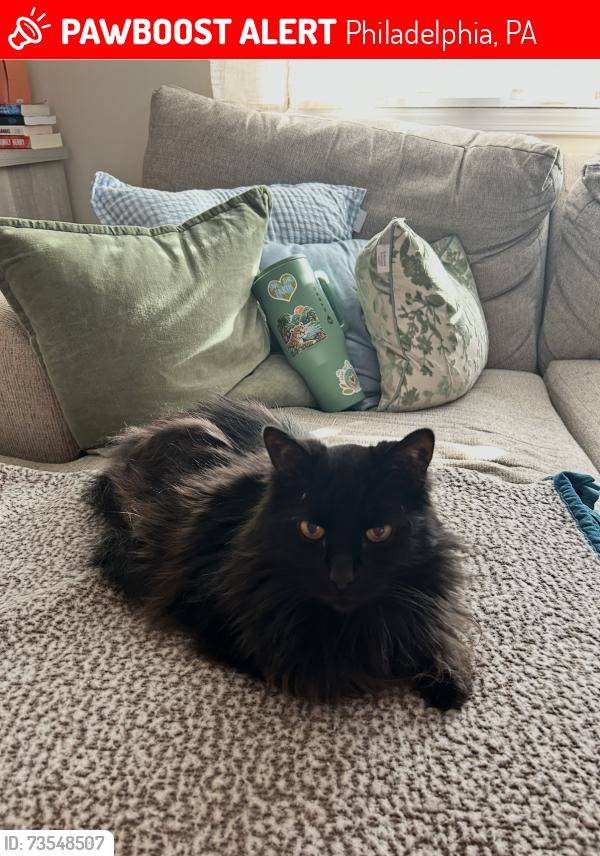 Lost Male Cat last seen Near Hiola road, Philadelphia, PA 19128