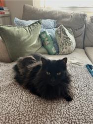 Lost Male Cat last seen Near Hiola road, Philadelphia, PA 19128