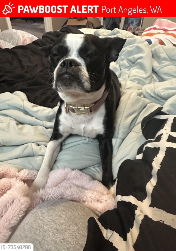 Lost Female Dog last seen She was on Park Ave and someone saw get hit by a car but then cookies got up and ran into the national park maybe, still on the look out, Port Angeles, WA 98362