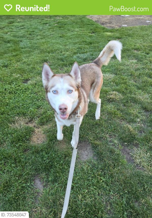 Reunited Female Dog last seen Clyde Park Ave and Grandville St., Wyoming, MI 49503