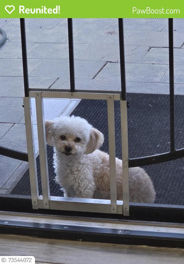 Reunited Female Dog last seen Near E Broadmor Dr. Came home and she was gone, seemingly escaped through the back yard gate., Tempe, AZ 85282