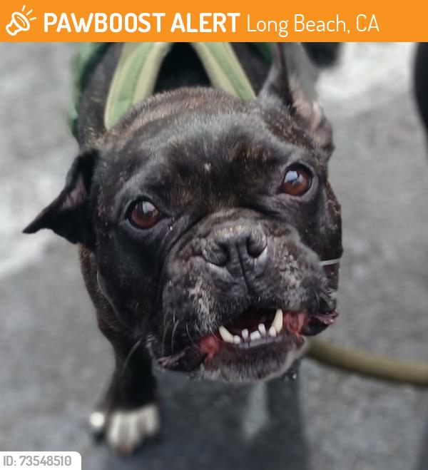 Found/Stray Male Dog last seen Ohio, Long Beach, CA 90804