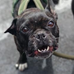 Found/Stray Male Dog last seen Ohio, Long Beach, CA 90804