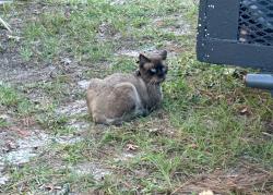 Found/Stray Male Cat last seen Turkey oak & Fairoak, Crystal River, FL 34428