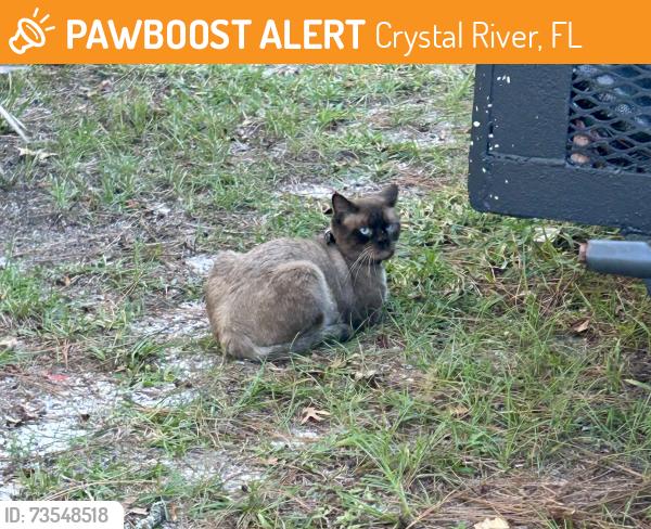 Found/Stray Male Cat last seen Turkey oak & Fairoak, Crystal River, FL 34428