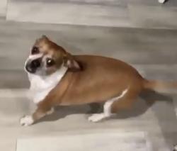Reunited Male Dog last seen Near Sw Catskills dr Port Saint Lucie, Port St. Lucie, FL 34953