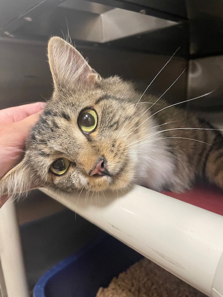 Shelter Stray Female Cat last seen E 27th St & F St., VANCOUVER, WA, 98663, 1100 NE 192nd Ave, Vancouver, WA 98684, USA