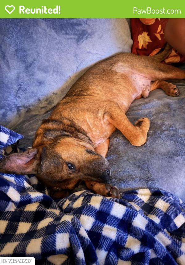 Reunited Male Dog last seen Beck dr, Richmond, VA 23223