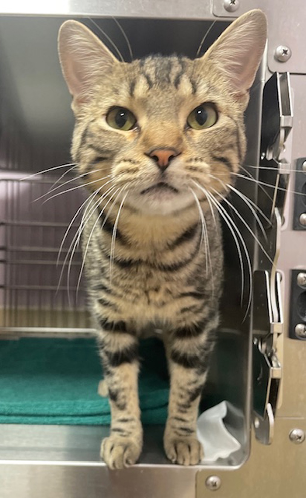 Shelter Stray Male Cat last seen NE 179th Cir & NE 152nd Ave, BRUSH PRAIRIE, WA, 98606, 1100 NE 192nd Ave, Vancouver, WA 98684, USA