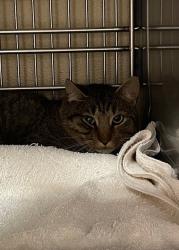 Shelter Stray Male Cat last seen NE Leverich Park Way & NE Leverich Ct, VANCOUVER, WA, 98663, 1100 NE 192nd Ave, Vancouver, WA 98684, USA