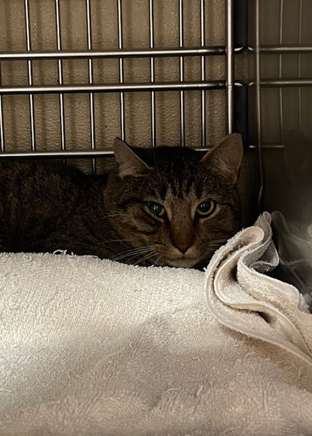 Shelter Stray Male Cat last seen NE Leverich Park Way & NE Leverich Ct, VANCOUVER, WA, 98663, 1100 NE 192nd Ave, Vancouver, WA 98684, USA