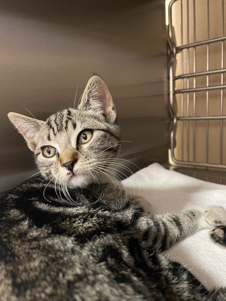 Shelter Stray Male Cat last seen NE 136th Ave & NE 9th St, VANCOUVER, WA, 98684, 1100 NE 192nd Ave, Vancouver, WA 98684, USA