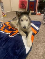Reunited Male Dog last seen Boulder Highway and Barrett St. Henderson, Henderson, NV 89011