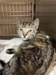 Shelter Stray Female Cat last seen NE 136th Ave & NE 9th St, VANCOUVER, WA, 98684, 1100 NE 192nd Ave, Vancouver, WA 98684, USA