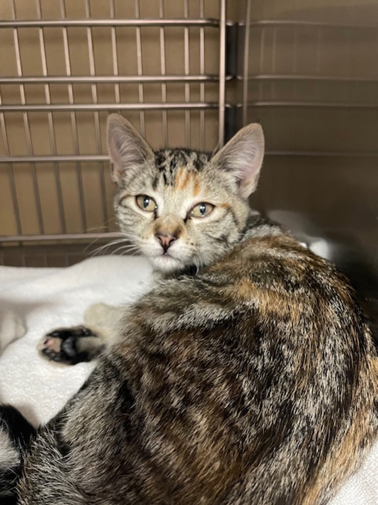 Shelter Stray Female Cat last seen NE 136th Ave & NE 9th St, VANCOUVER, WA, 98684, 1100 NE 192nd Ave, Vancouver, WA 98684, USA