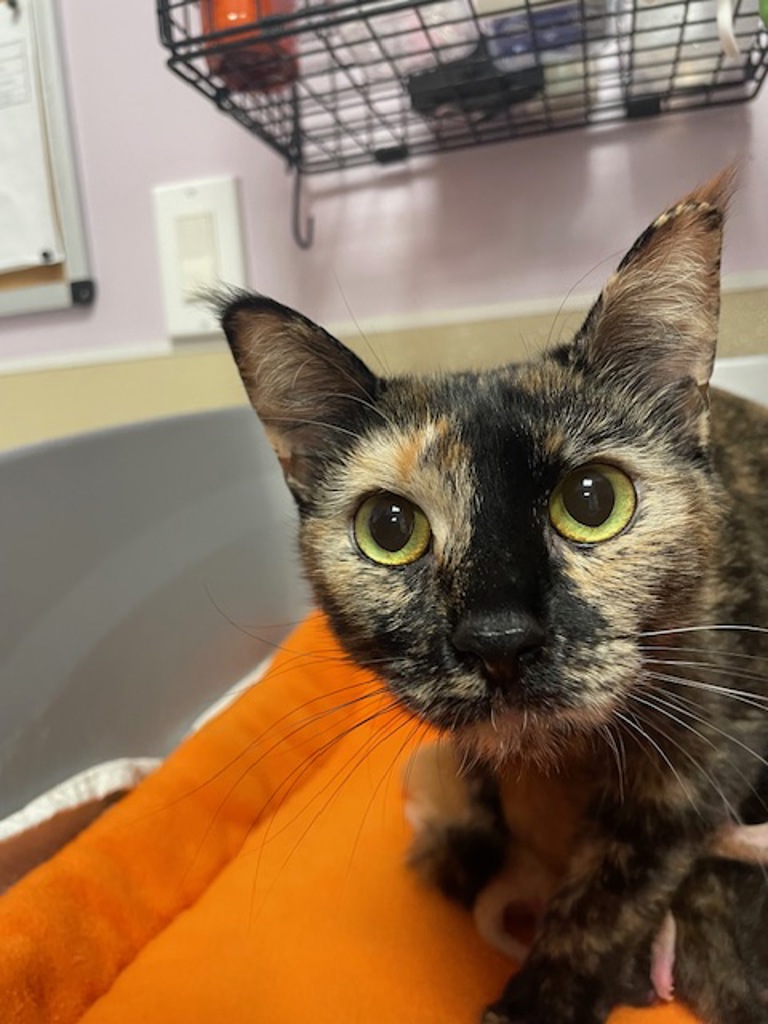 Shelter Stray Female Cat last seen NW 10th Ct & NW 148th St, VANCOUVER, WA, 98685, 1100 NE 192nd Ave, Vancouver, WA 98684, USA