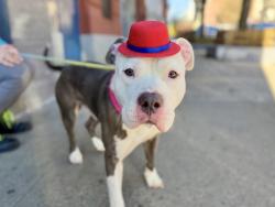 Shelter Stray Male Dog last seen E 184th Street, BRONX, NY, 10458, 326 E 110th St, New York, NY 10029, USA