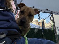 Shelter Stray Female Dog last seen W 238th Street, BRONX, NY, 10463, 326 E 110th St, New York, NY 10029, USA