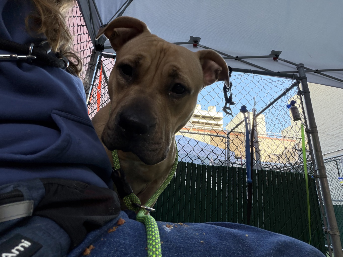 Shelter Stray Female Dog last seen W 238th Street, BRONX, NY, 10463, 326 E 110th St, New York, NY 10029, USA