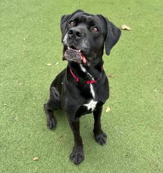 Shelter Stray Male Dog last seen Near N Coast Highway, Oceanside, CA, 92054, Oceanside, CA 92058, USA
