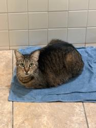 Shelter Stray Male Cat last seen backyard, on Louisiana st, San Diego, CA, 92116, 5500 Gaines St, San Diego, CA 92110, USA