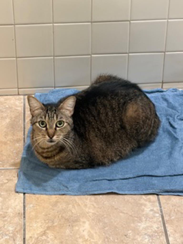 Shelter Stray Male Cat last seen backyard, on Louisiana st, San Diego, CA, 92116, 5500 Gaines St, San Diego, CA 92110, USA