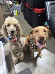 Reunited Female Dog last seen Tall Grass and Milo Way streets., Fayetteville, AR 72701