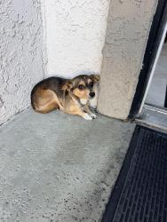 Found/Stray Male Dog last seen Magnolia and Mac Fadden, Westminster, CA 92683