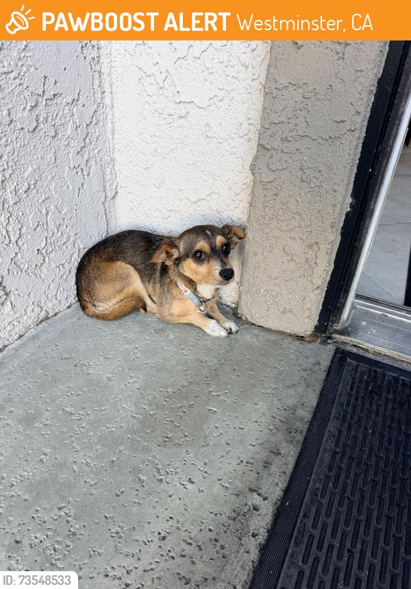 Found/Stray Male Dog last seen Magnolia and Mac Fadden, Westminster, CA 92683