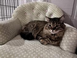 Lost Male Cat last seen Watson rd, St. Louis, MO 63139