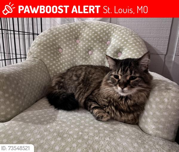 Lost Male Cat last seen Watson rd, St. Louis, MO 63139